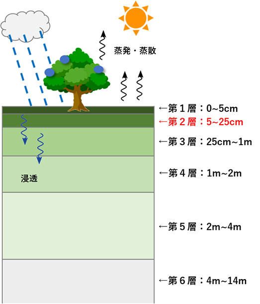 （左）TE-Japanが表現する陸上での水収支のイメージと土壌の各層の厚さ